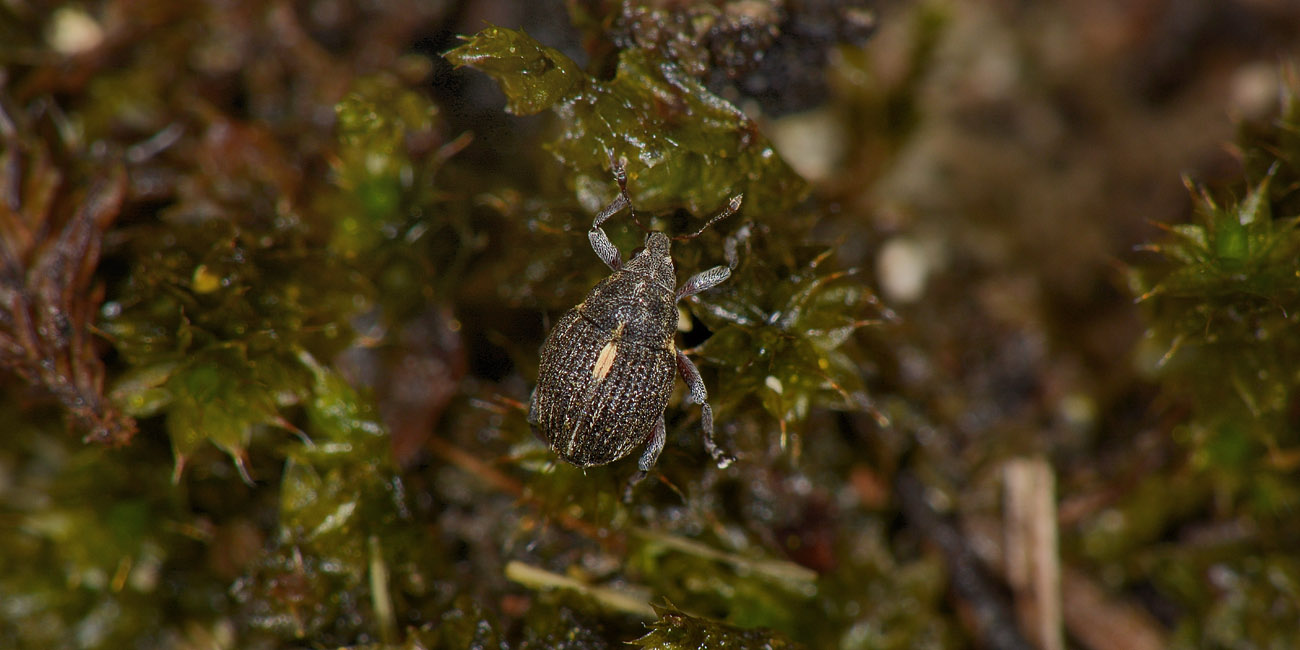 Curculionidae:  Rhinoncus pericarpius?  S, maschio